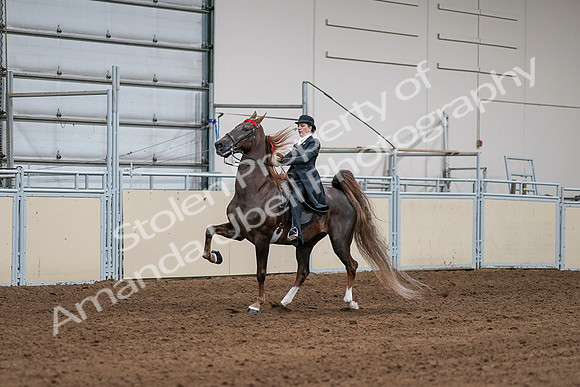 2020 - AB Morgan Horse - Sat, Sept 05 - 13083