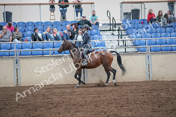2019 Morgan Horse Show - Aug 31, 2019 - 21368