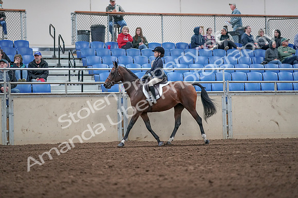 2019 Morgan Horse Show - Aug 31, 2019 - 19542