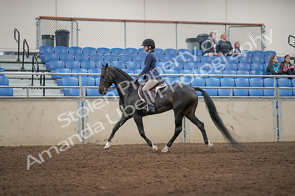 2019 Morgan Horse Show - Aug 31, 2019 - 04882