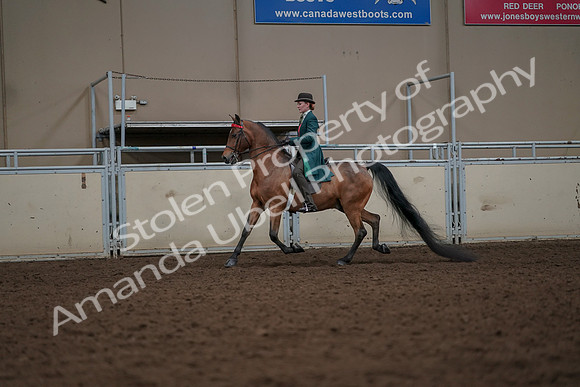 2019 Morgan Horse Show - Aug 30, 2019 - 27915