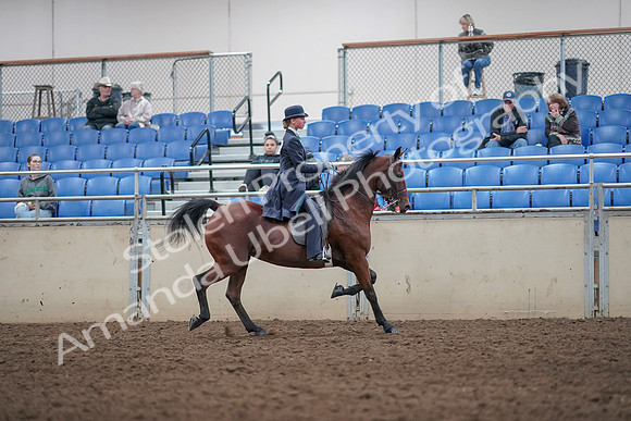 2019 Morgan Horse Show - Aug 31, 2019 - 09596