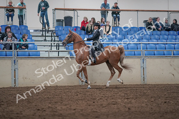 2019 Morgan Horse Show - Aug 31, 2019 - 20649