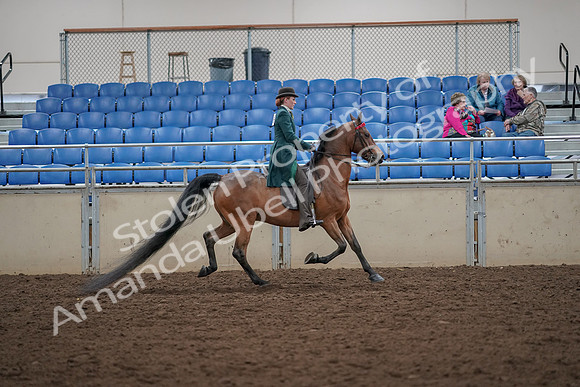 2019 Morgan Horse Show - Aug 30, 2019 - 28142