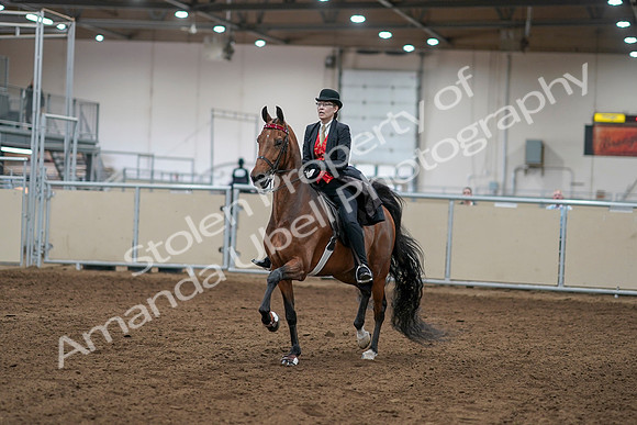 2020 - AB Morgan Horse - Sat, Sept 05 - 06691