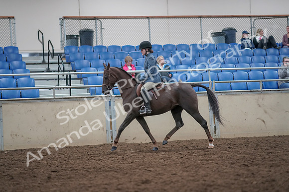 2019 Morgan Horse Show - Aug 31, 2019 - 16617