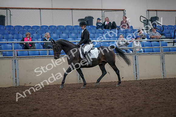 2019 Morgan Horse Show - Aug 31, 2019 - 16583
