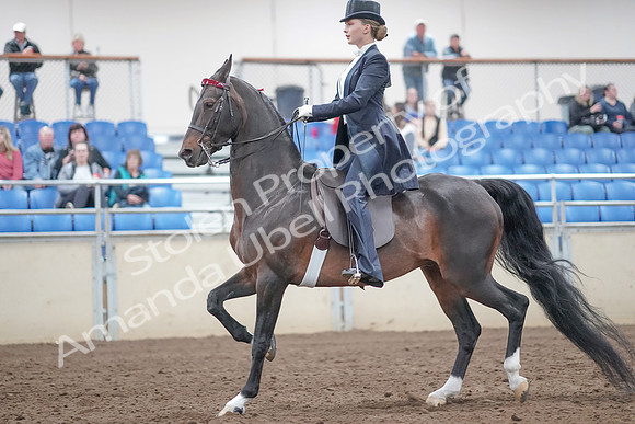 2019 Morgan Horse Show - Aug 31, 2019 - 20463