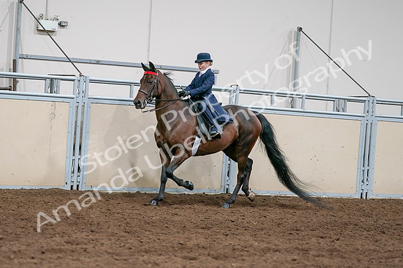 2020 - AB Morgan Horse - Sat, Sept 05 - 04914
