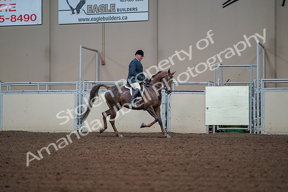 2019 Morgan Horse Show - Aug 30, 2019 - 17638