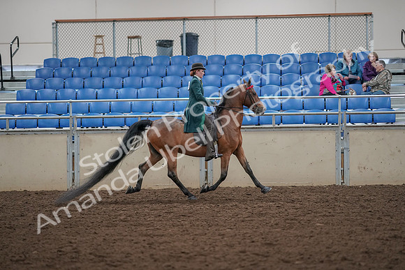 2019 Morgan Horse Show - Aug 30, 2019 - 28141