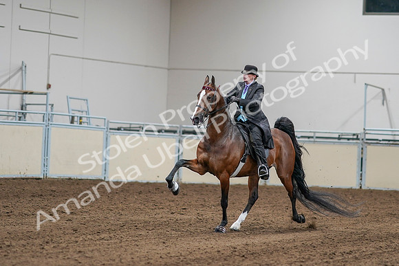 2020 - AB Morgan Horse - Sat, Sept 05 - 13148