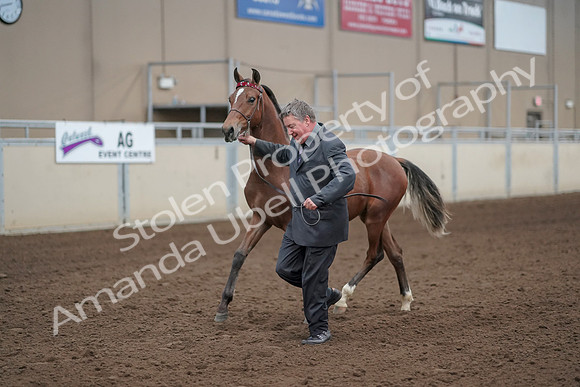 2019 Morgan Horse Show - Aug 31, 2019 - 00255