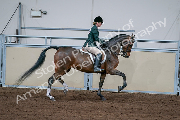 2020 - AB Morgan Horse - Fri, Sept 04 - 01761