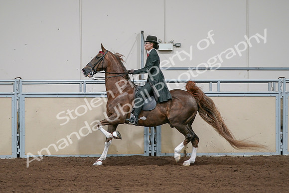 2020 - AB Morgan Horse - Sat, Sept 05 - 13065