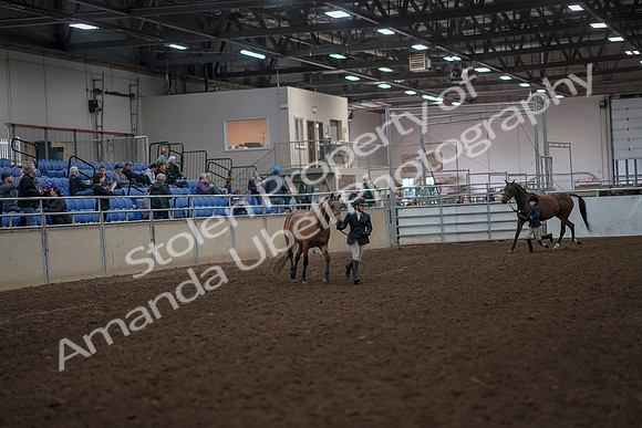 2019 Morgan Horse Show - Aug 31, 2019 - 01483