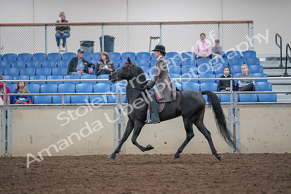 2019 Morgan Horse Show - Aug 31, 2019 - 09326