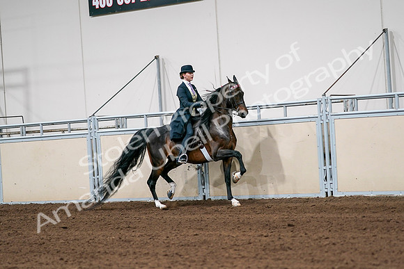 2020 - AB Morgan Horse - Sat, Sept 05 - 06393