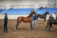 2020 - AB Morgan Horse - Sat, Sept 05 - 00668