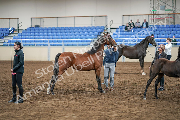 2020 - AB Morgan Horse - Sat, Sept 05 - 00668