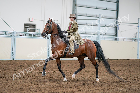 2020 - AB Morgan Horse - Sat, Sept 05 - 08083