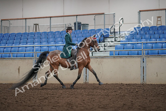 2019 Morgan Horse Show - Aug 30, 2019 - 28069