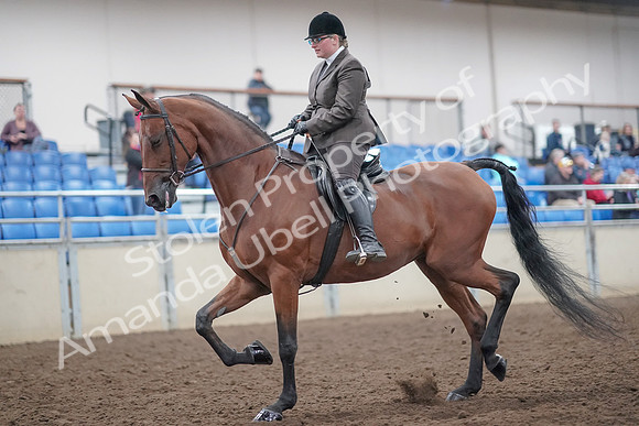 2019 Morgan Horse Show - Aug 31, 2019 - 14654