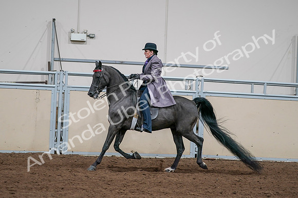 2020 - AB Morgan Horse - Sat, Sept 05 - 13721