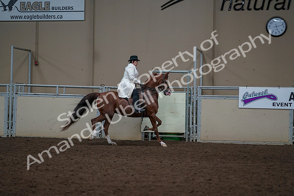 2019 Morgan Horse Show - Aug 31, 2019 - 17946