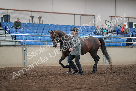 2019 Morgan Horse Show - Aug 31, 2019 - 03675