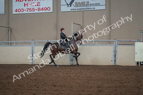 2019 Morgan Horse Show - Aug 30, 2019 - 28107