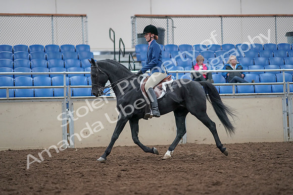 2019 Morgan Horse Show - Aug 31, 2019 - 16612