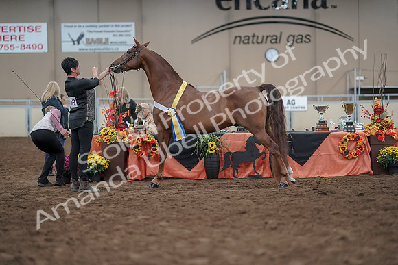 2019 Morgan Horse Show - Aug 31, 2019 - 03835
