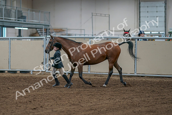 2020 - AB Morgan Horse - Fri, Sept 04 - 00745