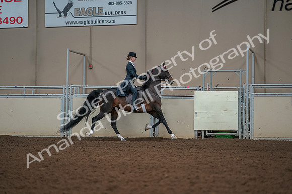 2019 Morgan Horse Show - Aug 30, 2019 - 25250