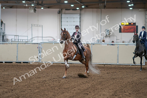 2020 - AB Morgan Horse - Sat, Sept 05 - 06132