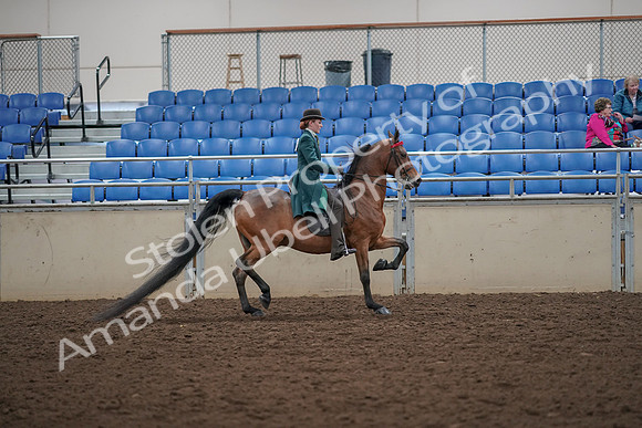 2019 Morgan Horse Show - Aug 30, 2019 - 28137
