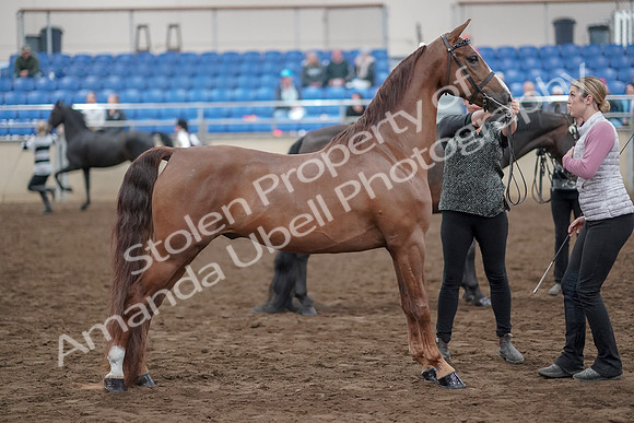 2019 Morgan Horse Show - Aug 31, 2019 - 03761