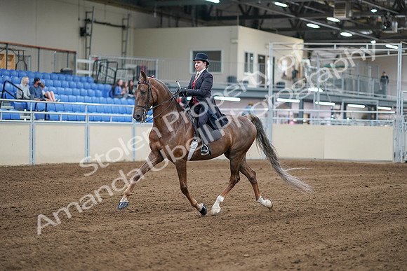 2020 - AB Morgan Horse - Sat, Sept 05 - 06050