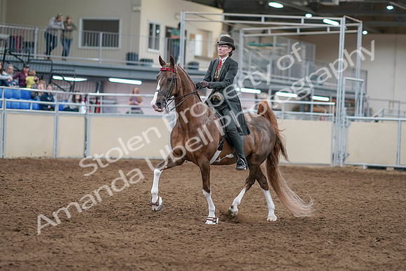 2020 - AB Morgan Horse - Sat, Sept 05 - 12955