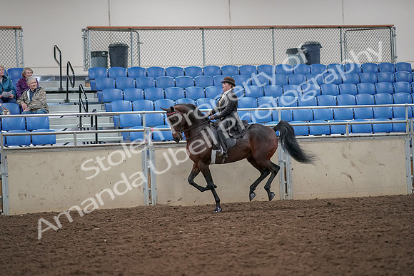2019 Morgan Horse Show - Aug 30, 2019 - 28014