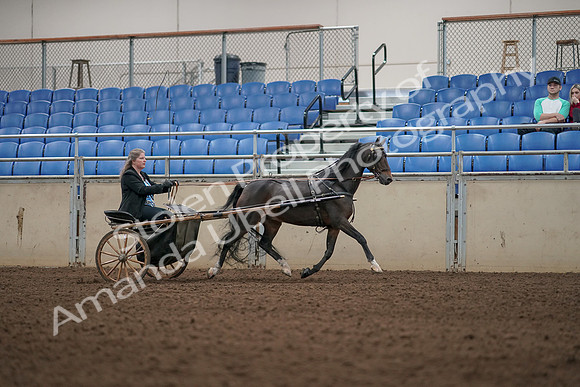 2019 Morgan Horse Show - Aug 31, 2019 - 04456