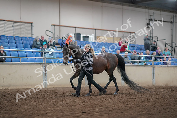 2019 Morgan Horse Show - Aug 31, 2019 - 03657