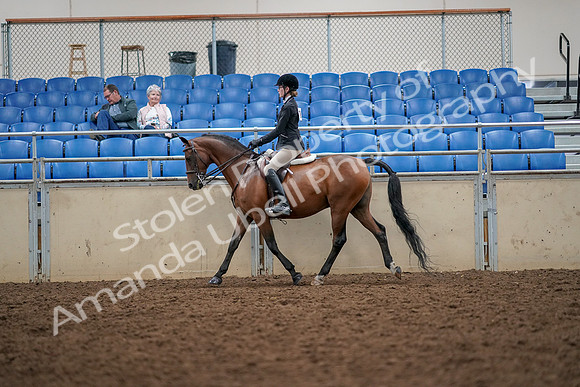 2019 Morgan Horse Show - Aug 30, 2019 - 23160