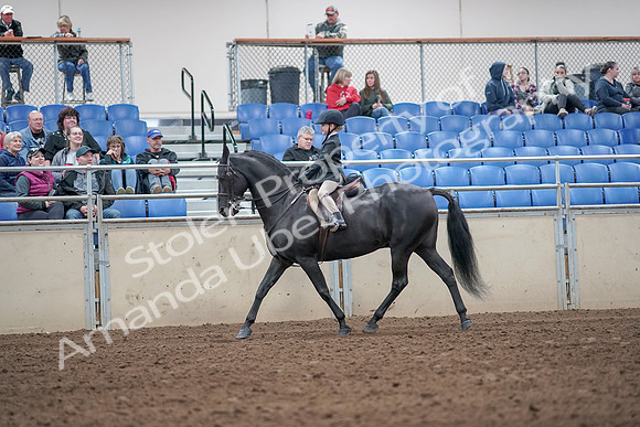 2019 Morgan Horse Show - Aug 31, 2019 - 19478
