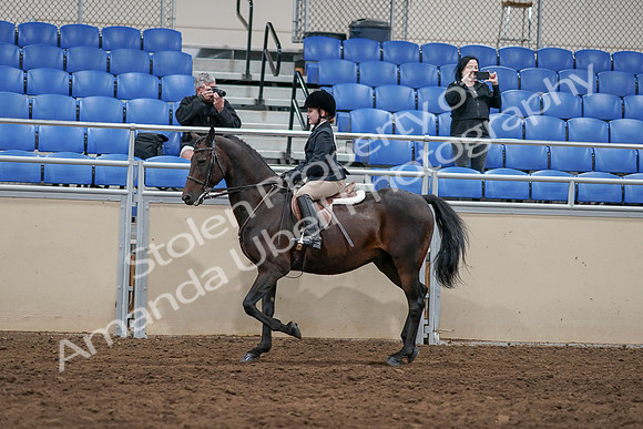 2020 - AB Morgan Horse - Sun, Sept 06 - 07825