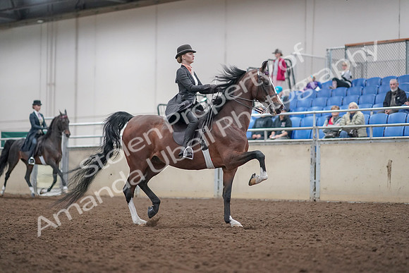 2019 Morgan Horse Show - Aug 31, 2019 - 08902