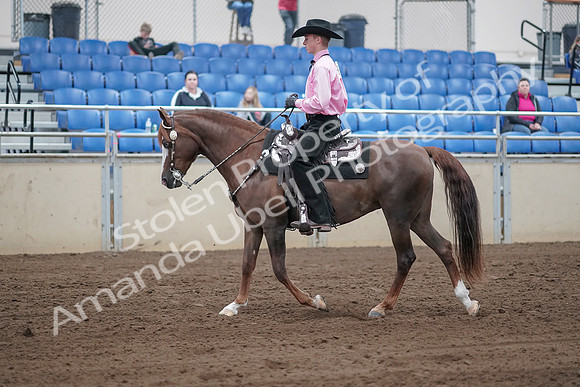 2019 Morgan Horse Show - Sept 01, 2019 - 06823