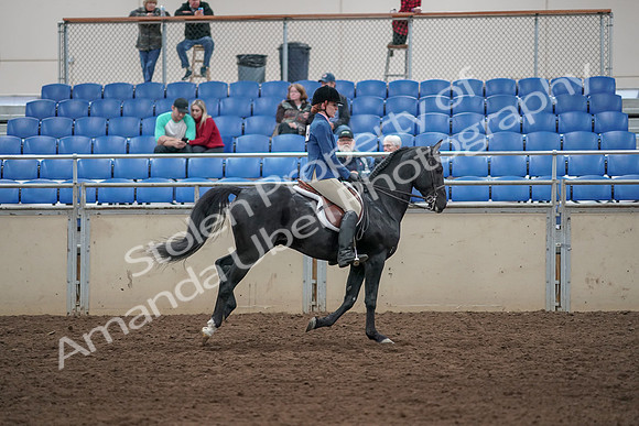 2019 Morgan Horse Show - Aug 31, 2019 - 07531
