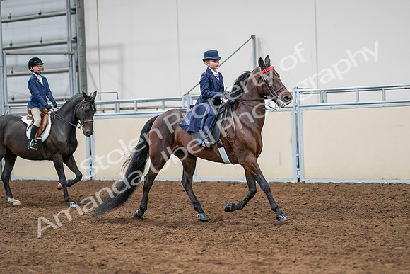 2020 - AB Morgan Horse - Sun, Sept 06 - 08010